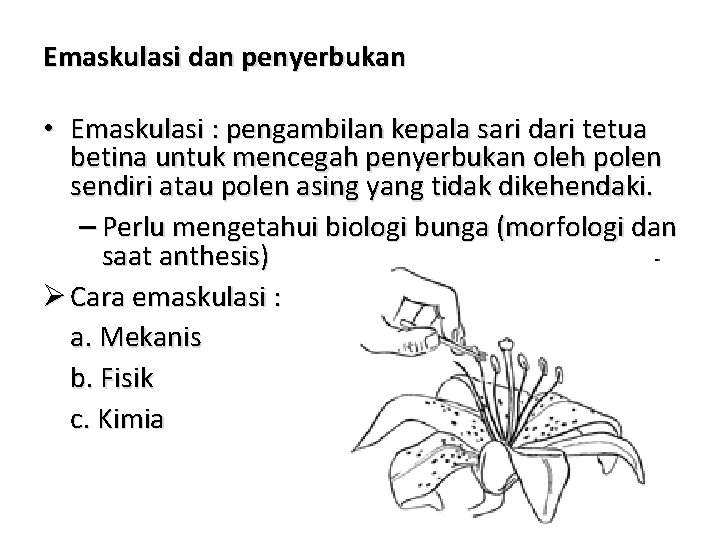 Emaskulasi dan penyerbukan • Emaskulasi : pengambilan kepala sari dari tetua betina untuk mencegah