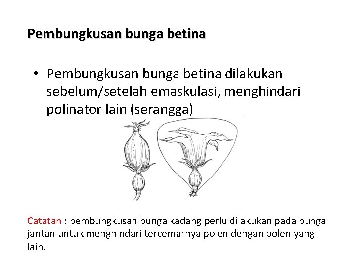 Pembungkusan bunga betina • Pembungkusan bunga betina dilakukan sebelum/setelah emaskulasi, menghindari polinator lain (serangga)