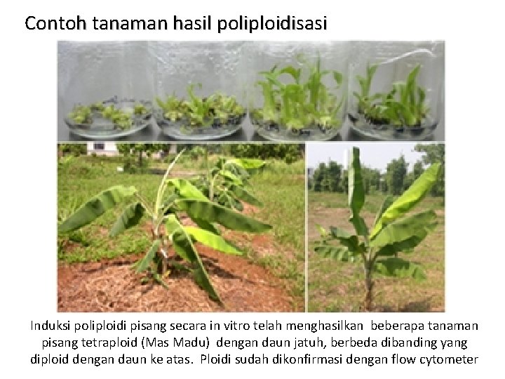 Contoh tanaman hasil poliploidisasi Induksi poliploidi pisang secara in vitro telah menghasilkan beberapa tanaman