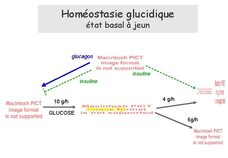 Homéostasie glucidique état basal à jeun glucagon insuline 4 g/h 10 g/h GLUCOSE Glycémie