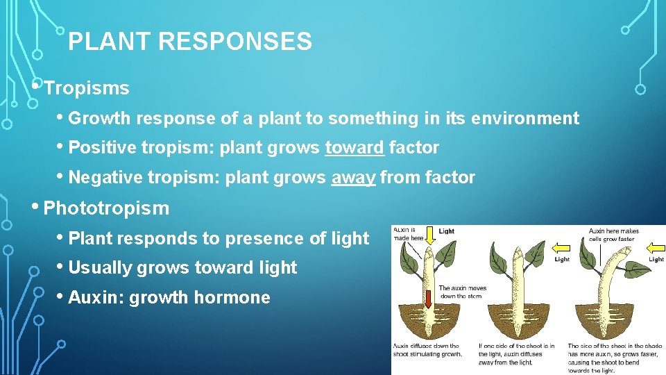 PLANT RESPONSES • Tropisms • Growth response of a plant to something in its