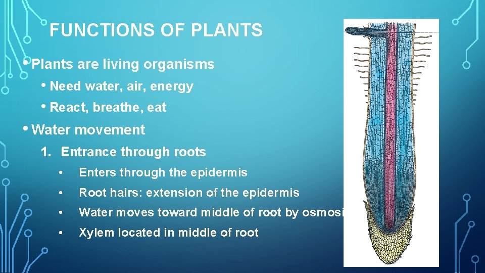 FUNCTIONS OF PLANTS • Plants are living organisms • Need water, air, energy •