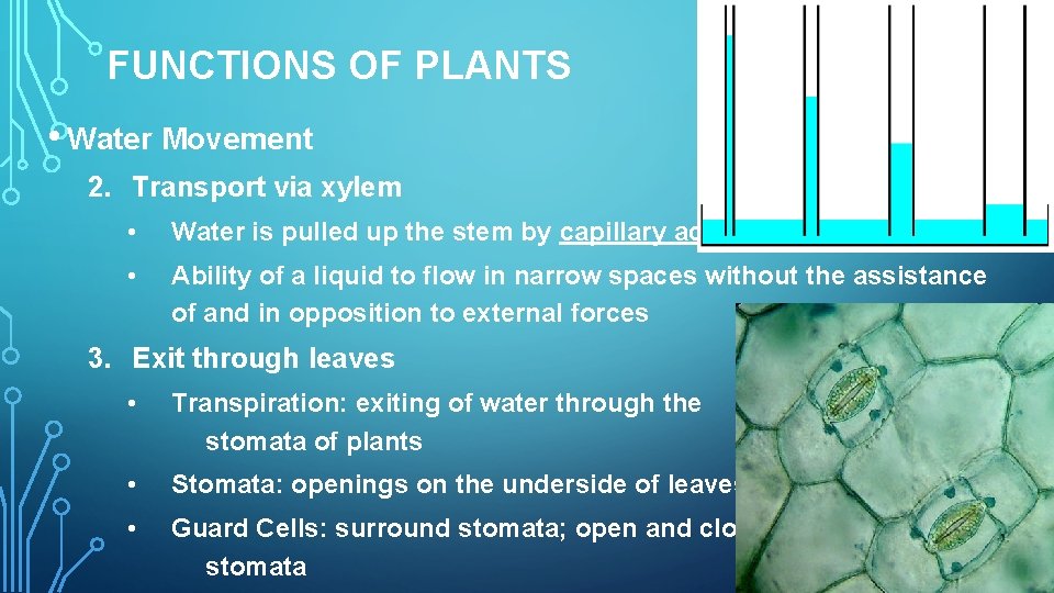 FUNCTIONS OF PLANTS • Water Movement 2. Transport via xylem • Water is pulled