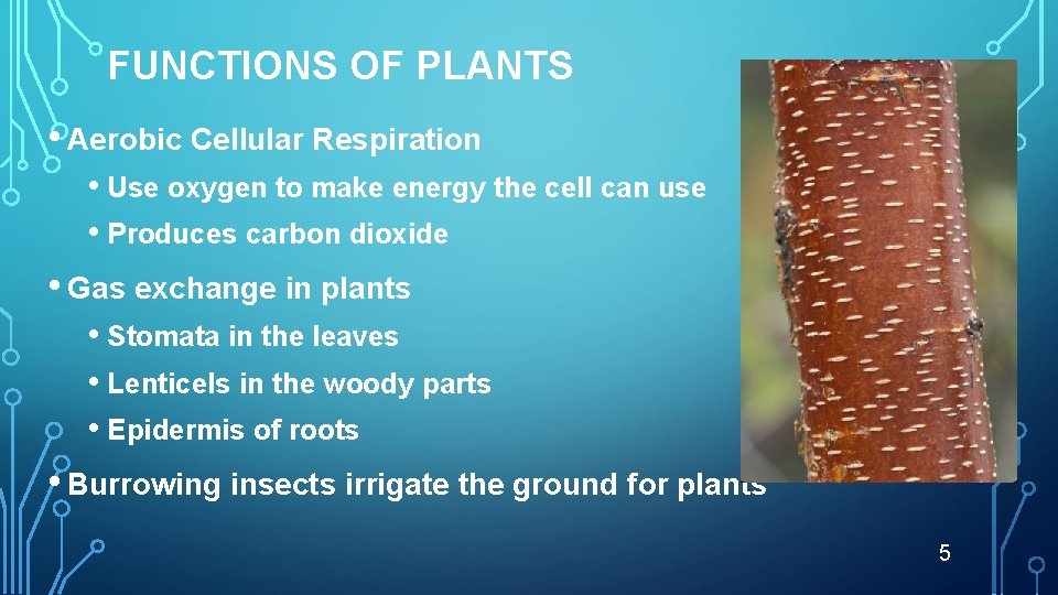 FUNCTIONS OF PLANTS • Aerobic Cellular Respiration • Use oxygen to make energy the