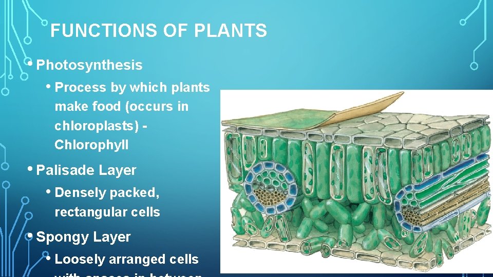 FUNCTIONS OF PLANTS • Photosynthesis • Process by which plants make food (occurs in