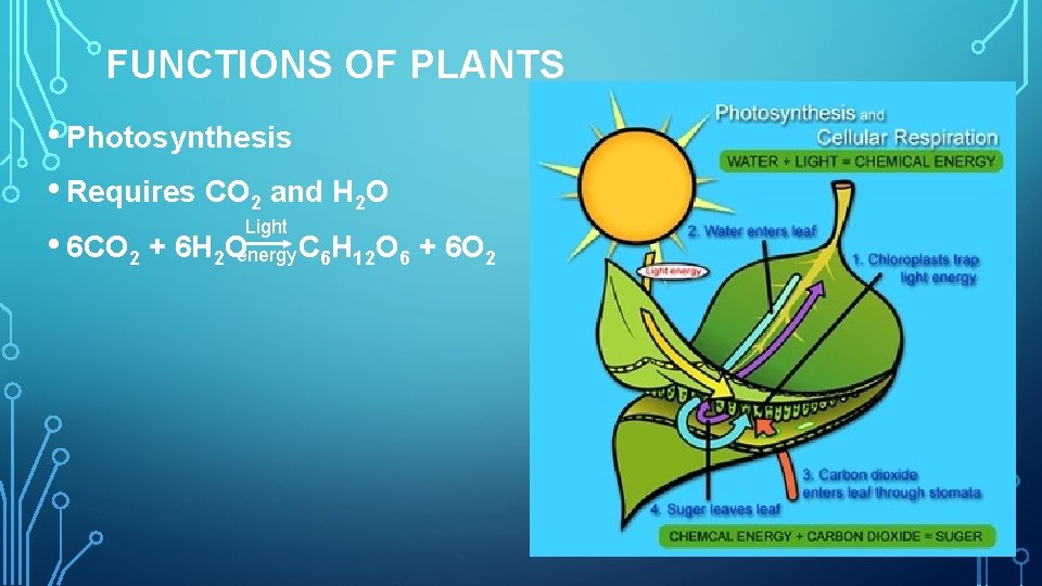 FUNCTIONS OF PLANTS • Photosynthesis • Requires CO 2 and H 2 O Light