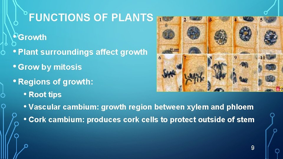 FUNCTIONS OF PLANTS • Growth • Plant surroundings affect growth • Grow by mitosis