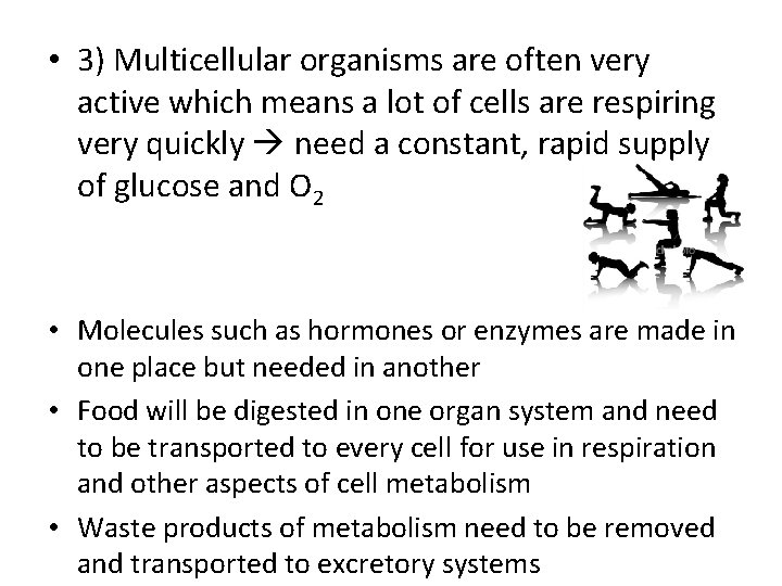  • 3) Multicellular organisms are often very active which means a lot of