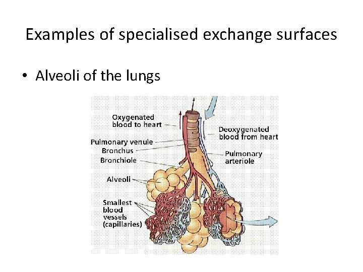 Examples of specialised exchange surfaces • Alveoli of the lungs 