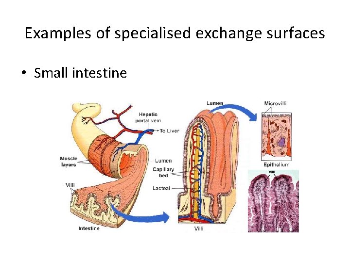 Examples of specialised exchange surfaces • Small intestine 