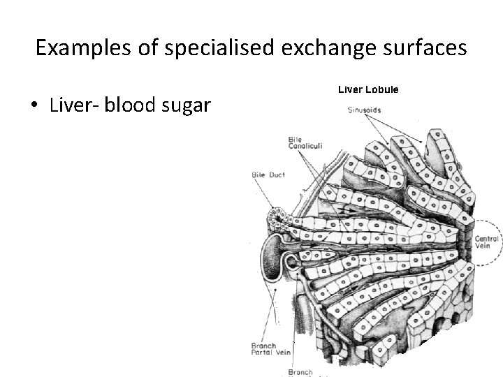 Examples of specialised exchange surfaces • Liver- blood sugar 