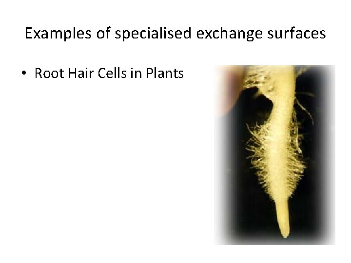 Examples of specialised exchange surfaces • Root Hair Cells in Plants 