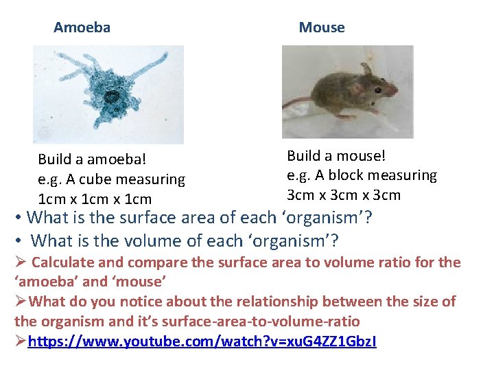 Amoeba Build a amoeba! e. g. A cube measuring 1 cm x 1 cm