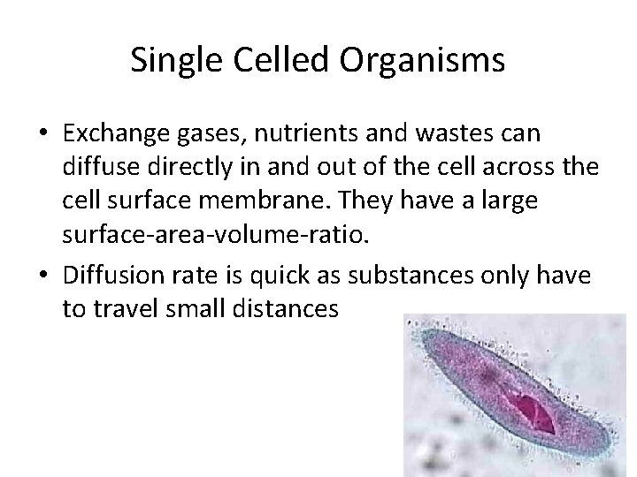 Single Celled Organisms • Exchange gases, nutrients and wastes can diffuse directly in and