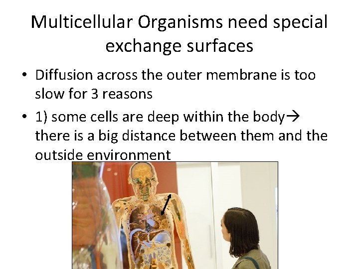 Multicellular Organisms need special exchange surfaces • Diffusion across the outer membrane is too