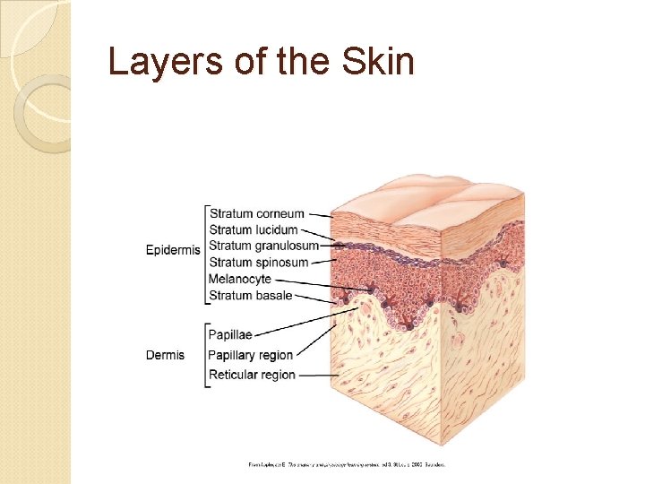 Layers of the Skin 
