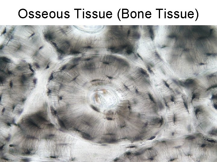 Osseous Tissue (Bone Tissue) 