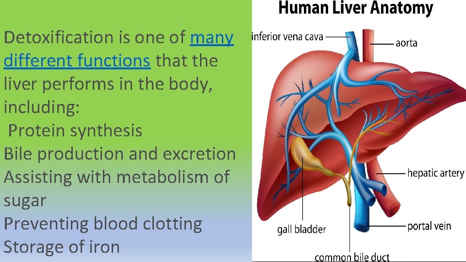 Detoxification is one of many different functions that the liver performs in the body,