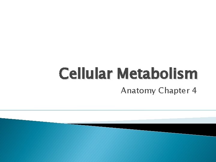 Cellular Metabolism Anatomy Chapter 4 