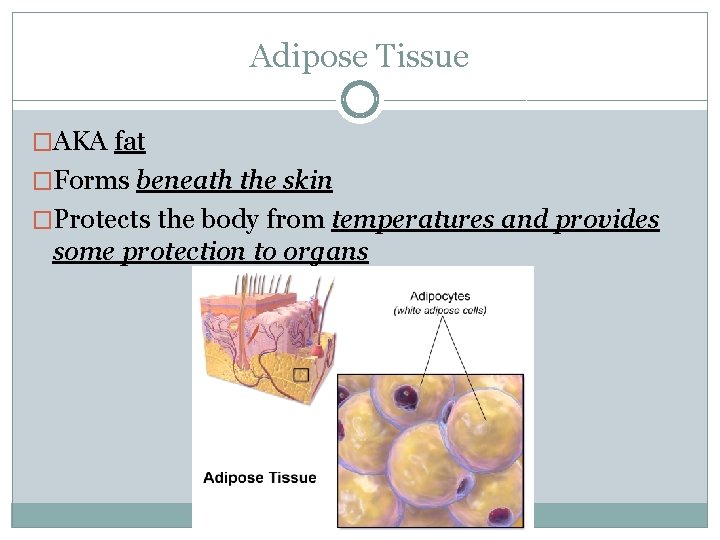 Adipose Tissue �AKA fat �Forms beneath the skin �Protects the body from temperatures and