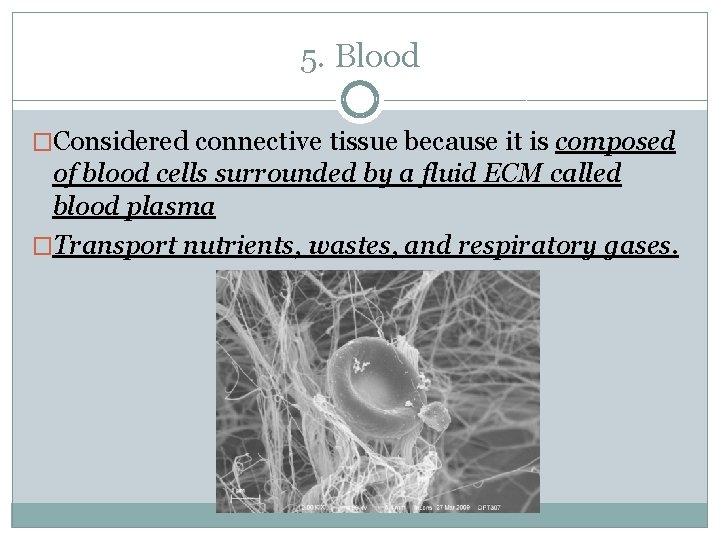 5. Blood �Considered connective tissue because it is composed of blood cells surrounded by