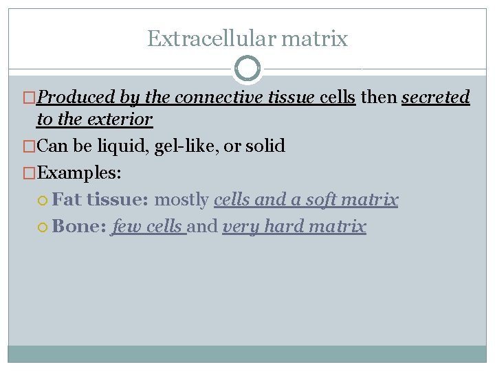 Extracellular matrix �Produced by the connective tissue cells then secreted to the exterior �Can