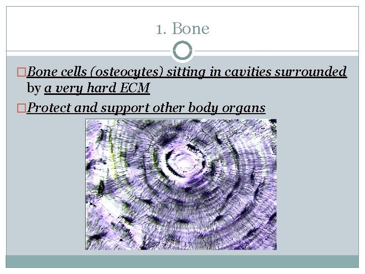 1. Bone �Bone cells (osteocytes) sitting in cavities surrounded by a very hard ECM