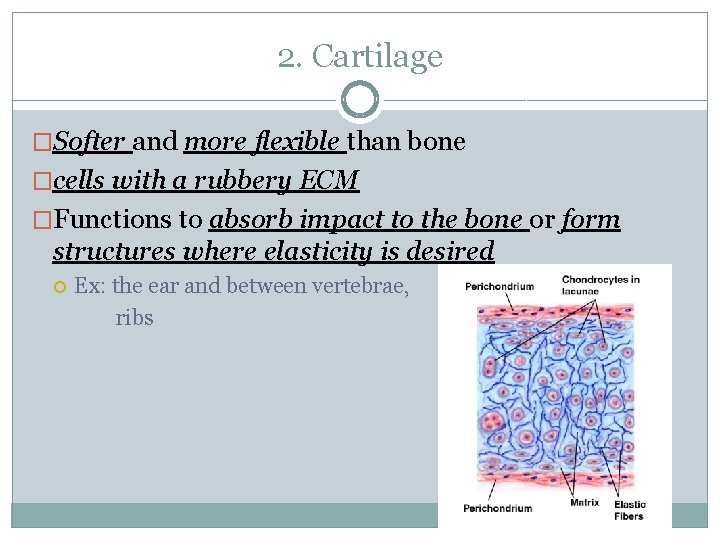 2. Cartilage �Softer and more flexible than bone �cells with a rubbery ECM �Functions