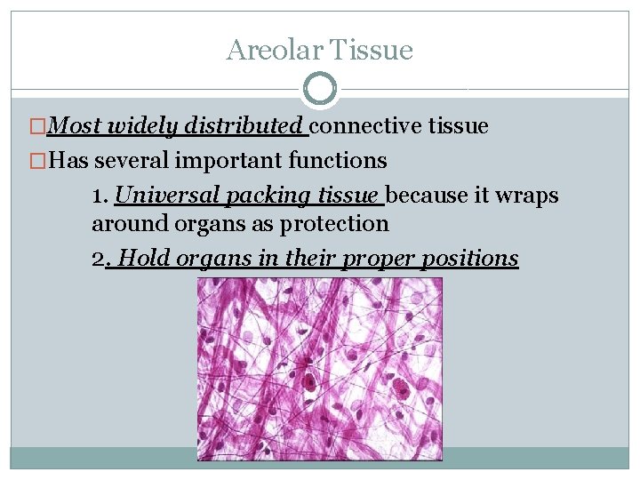 Areolar Tissue �Most widely distributed connective tissue �Has several important functions 1. Universal packing