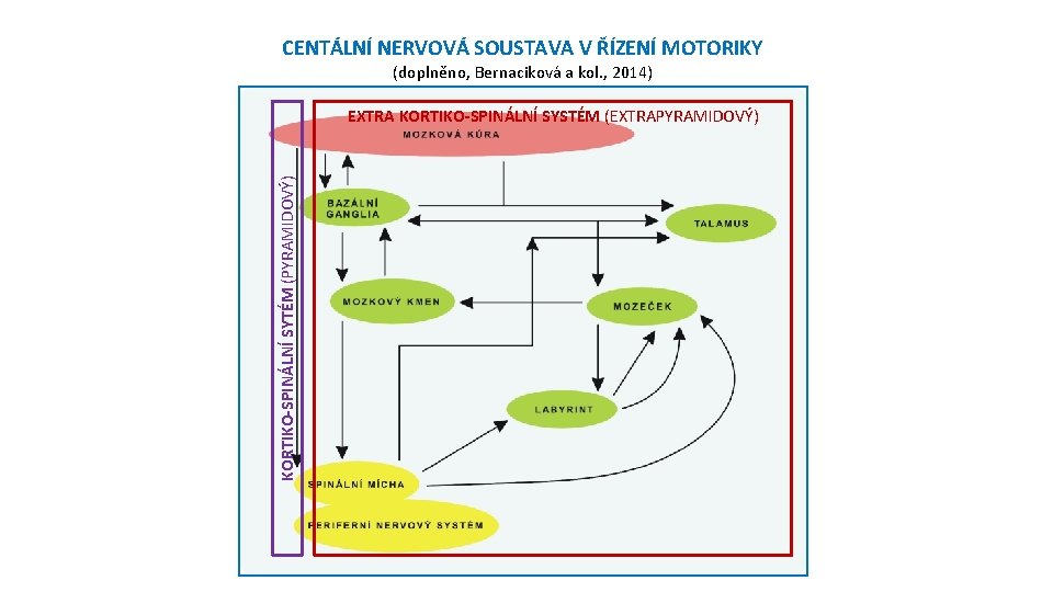 CENTÁLNÍ NERVOVÁ SOUSTAVA V ŘÍZENÍ MOTORIKY (doplněno, Bernaciková a kol. , 2014) KORTIKO-SPINÁLNÍ SYTÉM