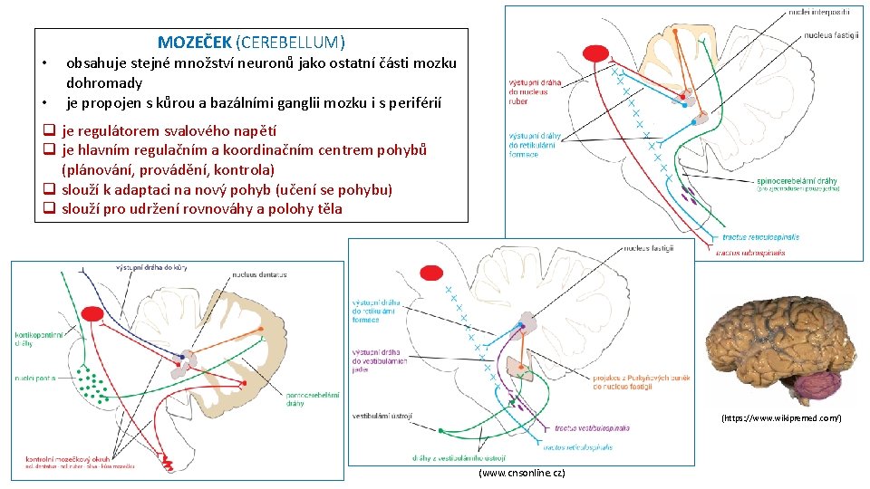 MOZEČEK (CEREBELLUM) • • obsahuje stejné množství neuronů jako ostatní části mozku dohromady je