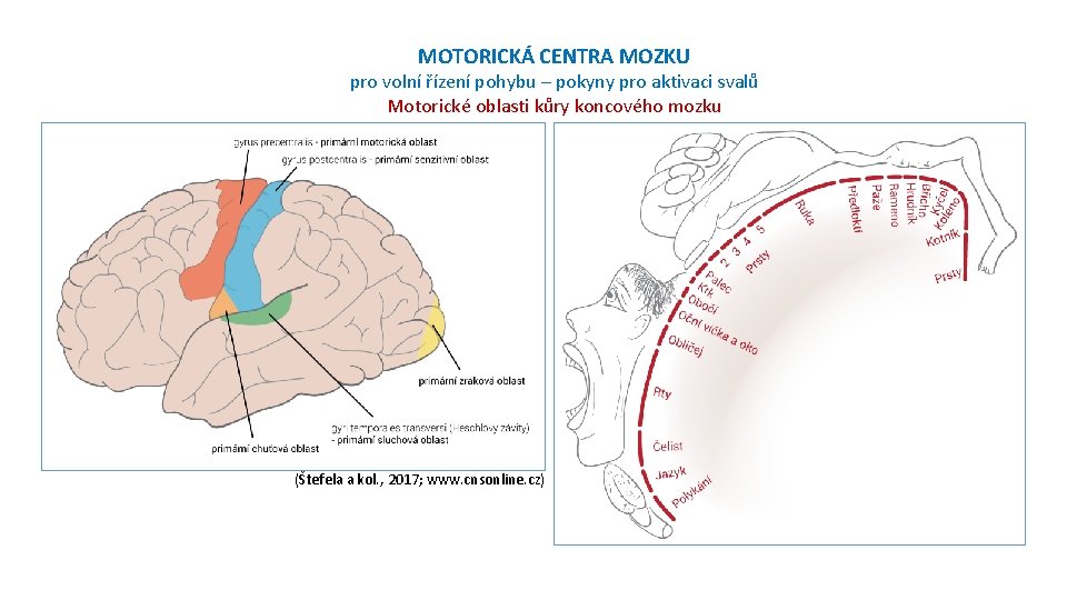 MOTORICKÁ CENTRA MOZKU pro volní řízení pohybu – pokyny pro aktivaci svalů Motorické oblasti