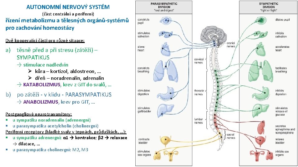 AUTONOMNÍ NERVOVÝ SYSTÉM (část centrální a periferní) řízení metabolizmu a tělesných orgánů-systémů pro zachování