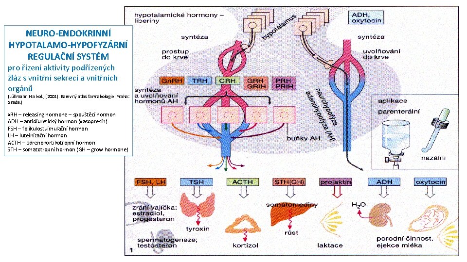 NEURO-ENDOKRINNÍ HYPOTALAMO-HYPOFYZÁRNÍ REGULAČNÍ SYSTÉM pro řízení aktivity podřízených žláz s vnitřní sekrecí a vnitřních