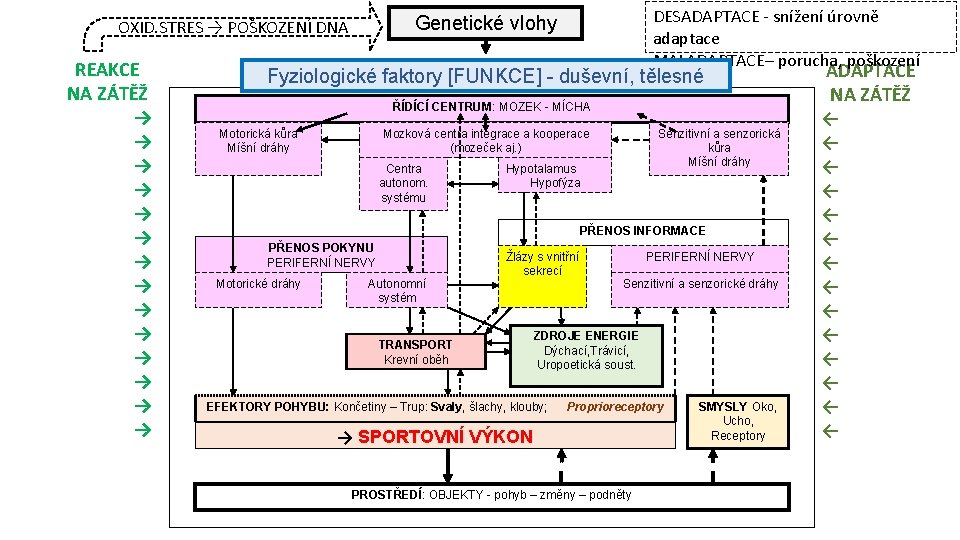 REAKCE NA ZÁTĚŽ → → → → DESADAPTACE - snížení úrovně adaptace MALADAPTACE– porucha,