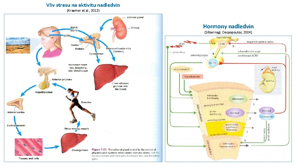 Vliv stresu na aktivitu nadledvin (Kraemer et al. , 2012) Hormony nadledvin (Silbernagl, Despopoulos,