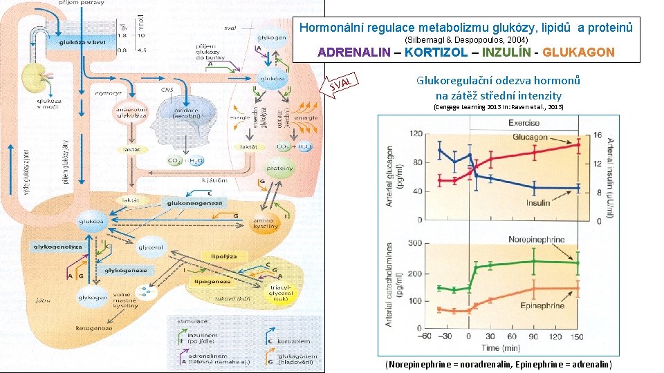 Hormonální regulace metabolizmu glukózy, lipidů a proteinů (Silbernagl & Despopoulos, 2004) ADRENALIN – KORTIZOL