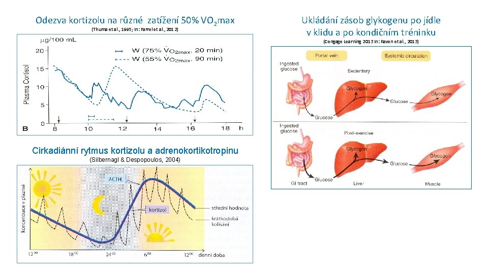 Odezva kortizolu na různé zatížení 50% VO 2 max (Thuma et al. , 1995;