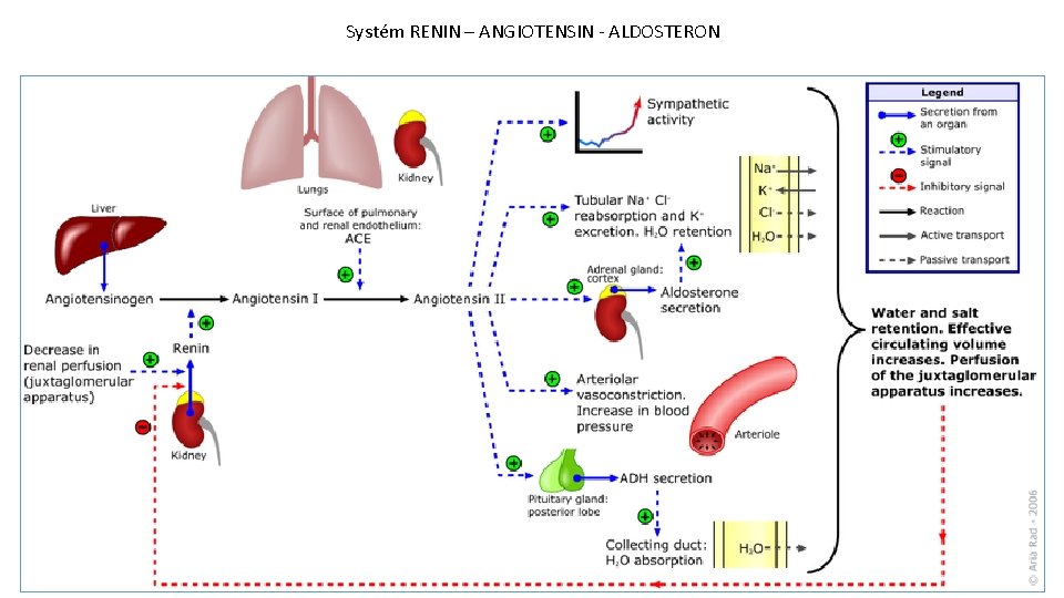 Systém RENIN – ANGIOTENSIN - ALDOSTERON 