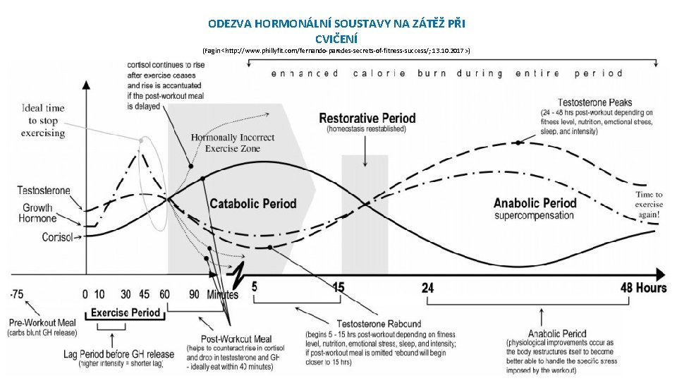 ODEZVA HORMONÁLNÍ SOUSTAVY NA ZÁTĚŽ PŘI CVIČENÍ (Fagin <http: //www. phillyfit. com/fernando-paredes-secrets-of-fitness-success/; 13. 10.