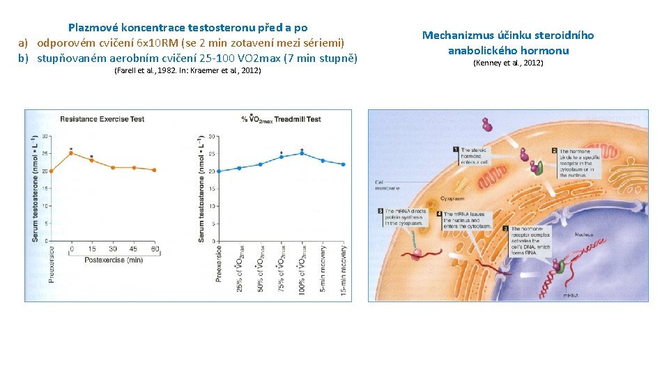 Plazmové koncentrace testosteronu před a po a) odporovém cvičení 6 x 10 RM (se