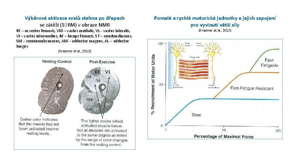 Výběrová aktivace svalů stehna po dřepech se zátěží (10 RM) v obraze NMR RF