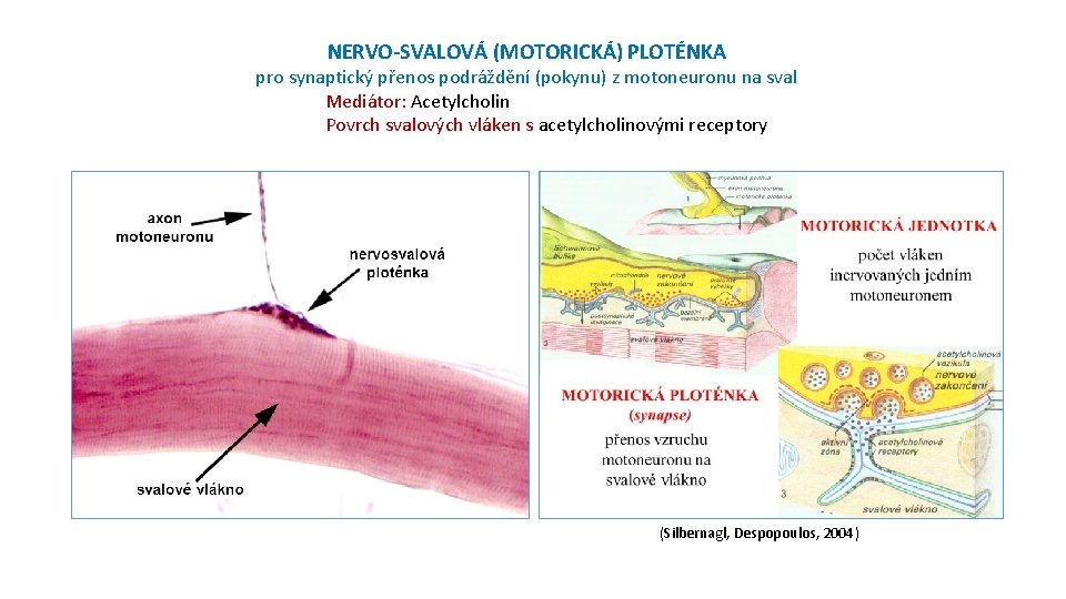 NERVO-SVALOVÁ (MOTORICKÁ) PLOTÉNKA pro synaptický přenos podráždění (pokynu) z motoneuronu na sval Mediátor: Acetylcholin