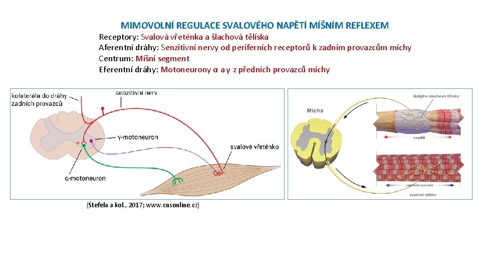 MIMOVOLNÍ REGULACE SVALOVÉHO NAPĚTÍ MÍŠNÍM REFLEXEM Receptory: Svalová vřeténka a šlachová tělíska Aferentní dráhy: