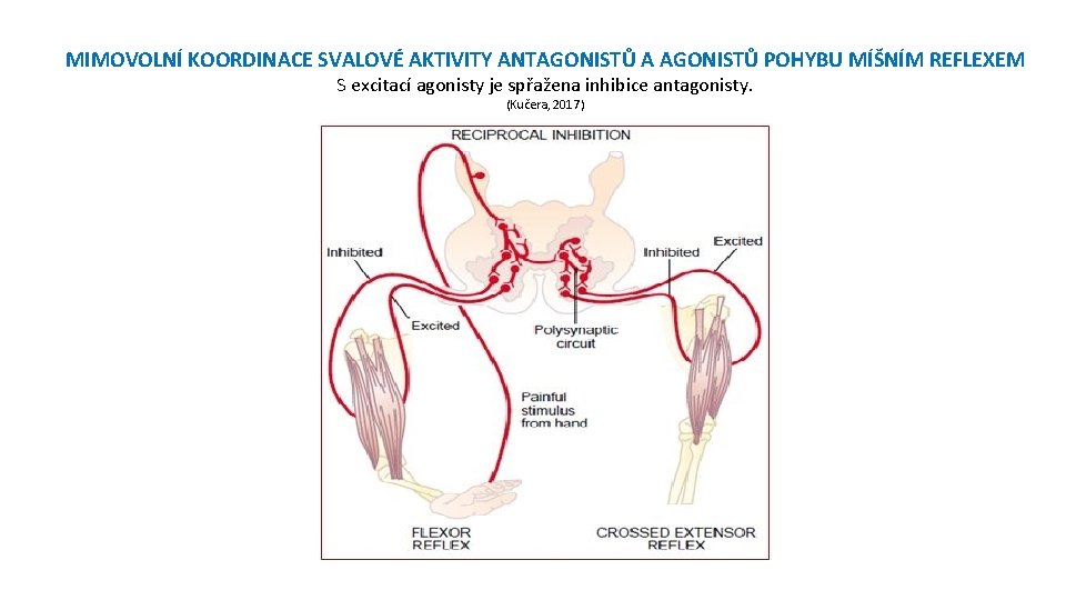 MIMOVOLNÍ KOORDINACE SVALOVÉ AKTIVITY ANTAGONISTŮ A AGONISTŮ POHYBU MÍŠNÍM REFLEXEM S excitací agonisty je