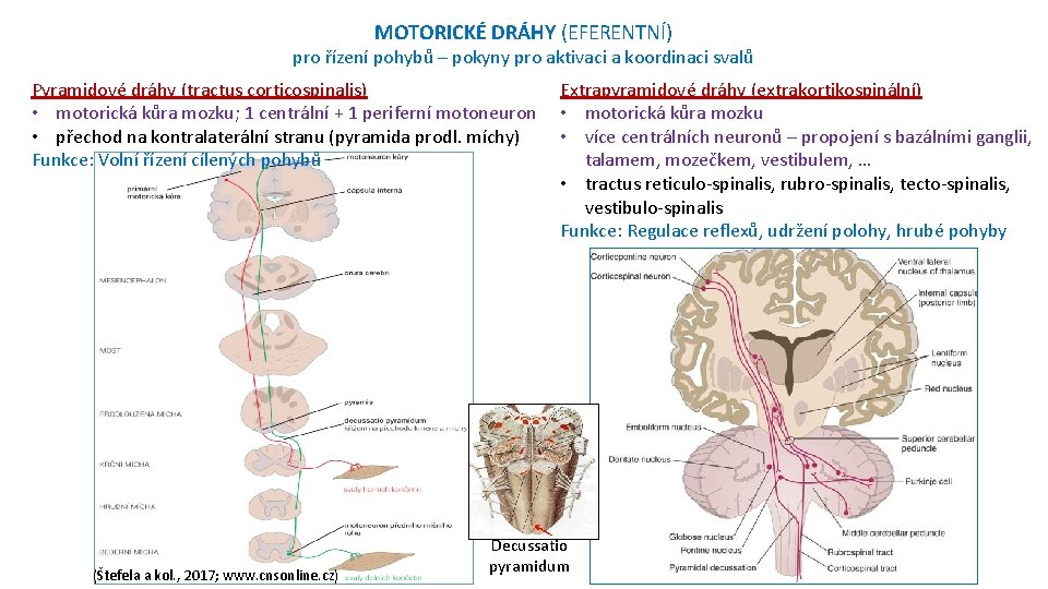 MOTORICKÉ DRÁHY (EFERENTNÍ) pro řízení pohybů – pokyny pro aktivaci a koordinaci svalů Pyramidové