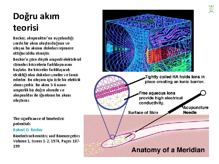 Doğru akım teorisi Becker, akupunktur’un uygulandığı yerde bir akım oluşturduğunu ve oluşan bu akımın