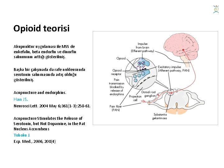 Opioid teorisi Akupunktur uygulaması ile MSS de enkefalin, beta endorfin ve dinorfin salınımının arttığı
