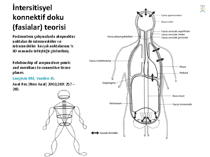 İntersitisyel konnektif doku (fasialar) teorisi Postmortem çalışmalarda akupunktur noktaları ile intermusküler ve intramusküler kavşak