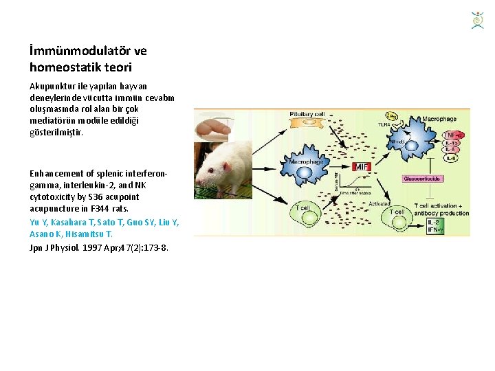 İmmünmodulatör ve homeostatik teori Akupunktur ile yapılan hayvan deneylerinde vücutta immün cevabın oluşmasında rol